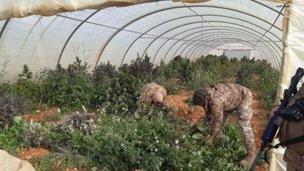 الجيش بالصور- الجيش يتلف مساحة مزروعة بالماريجوانا
