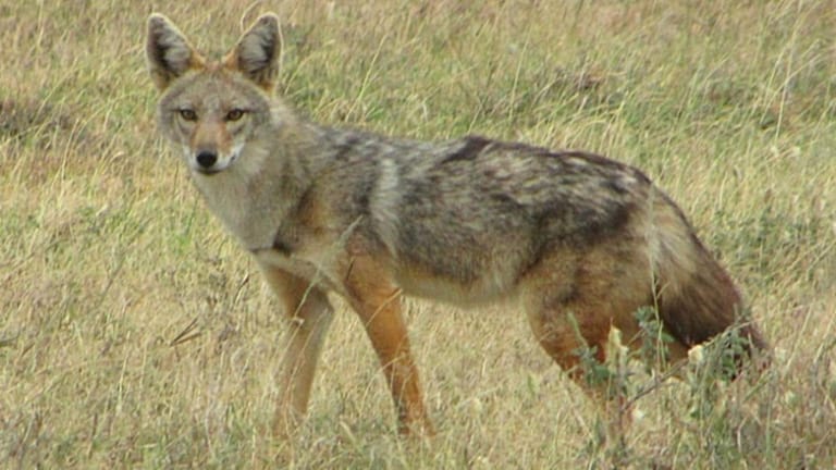 ثعلب بعد تسجيل حالات نفوق حيوانات برّية… وزارة الزراعة تتحرّك