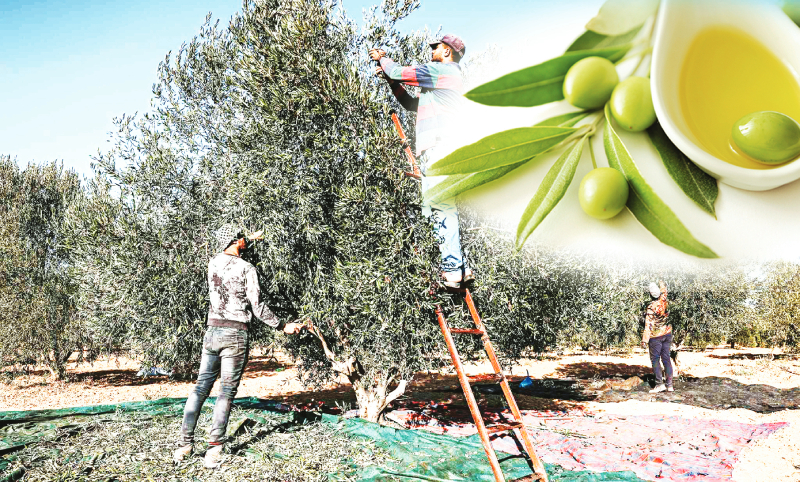 شحّ كبير في الزيت والزيتون هذا العام شحّ كبير في الزيت والزيتون هذا العام