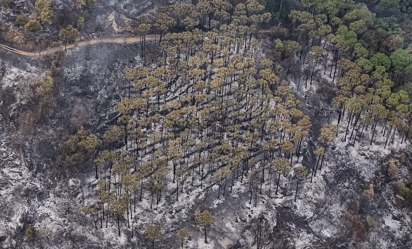 خاص- بكاسين بخير… لا إسرائيل أشعلت الحريق ولا الحرج احترق