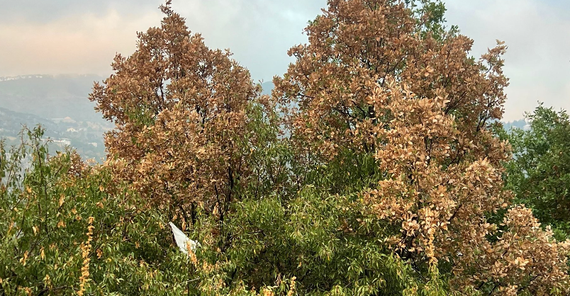 كارثة بيئية غير مسبوقة… زلزال اليباس يهز أحراج لبنان