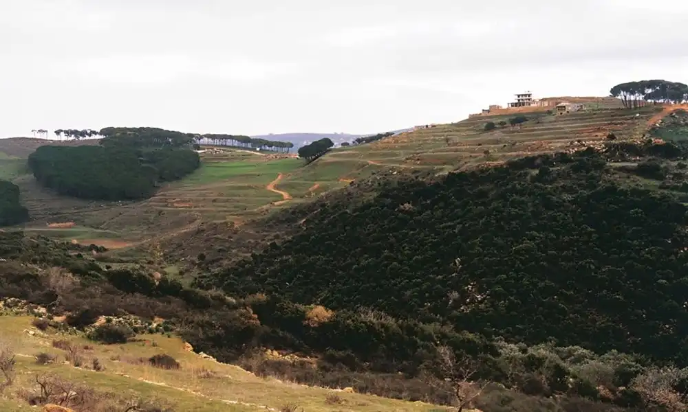الريحان